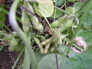 edamame0.jpg